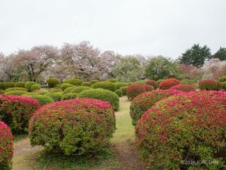 つつじ山、桜と共演が楽しめます