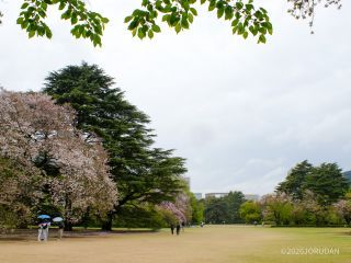4月10日 新宿門付近の桜の様子