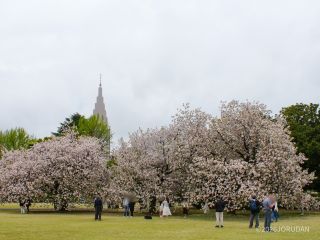 一葉の桜並木、満開です