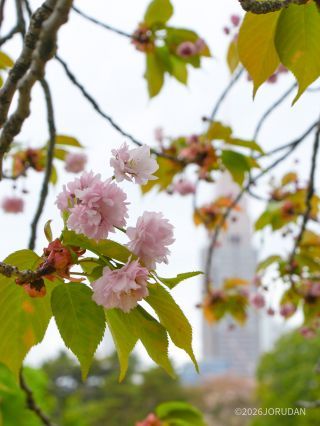 菊咲きの梅護寺数珠掛桜