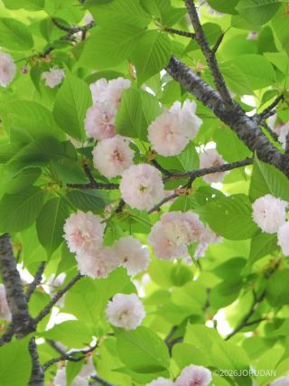 こちらが兼六園菊桜