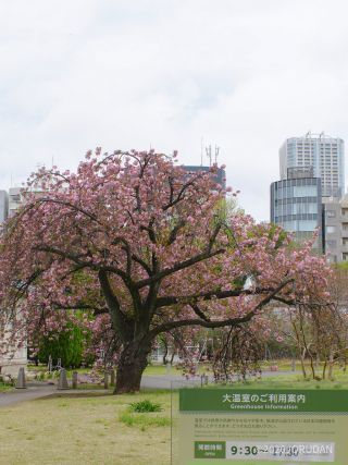 「関山」大温室前だけでなく苑内各地で見られます