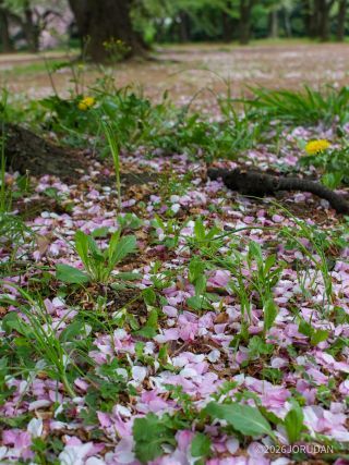 八重桜も落花が始まっています、お早めに