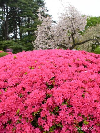 満開のつつじと桜