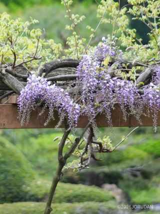 鮮やかな紫色が美しい藤の花