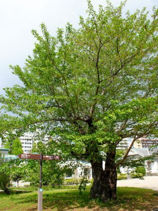 4月16日 基準木は青々と茂っています