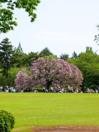 「福禄寿」遠くから見ると桜の大きさが分かります