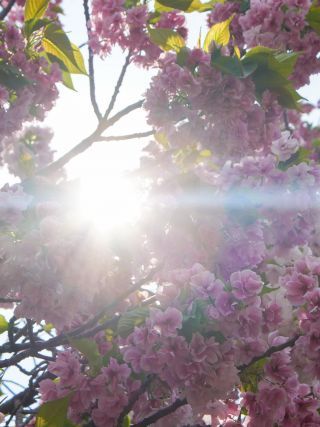 「関山」濃いピンクの八重桜