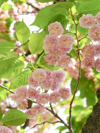 「梅護寺数珠掛桜」名前も、菊咲きの桜も珍しい