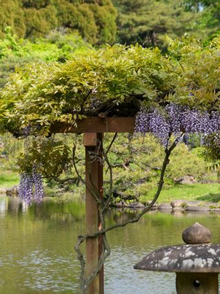 藤棚の花も見ごろです
