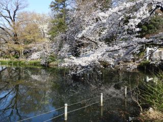 水面に映える桜