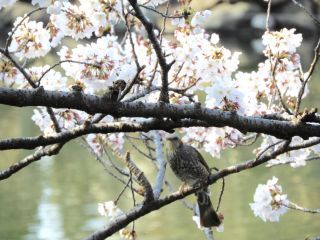 野鳥とサクラ