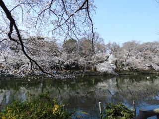 レジャーシートを広げお花見