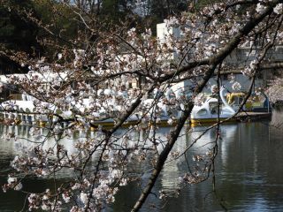 白鳥ボートと桜
