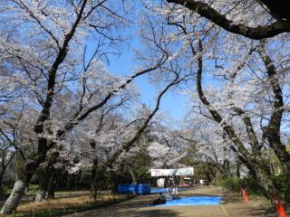 4/3の井の頭恩賜公園