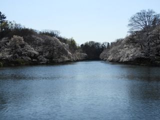 水面を覆うような桜