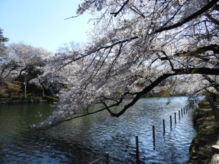 水面すれすれに咲く