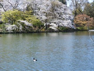 水鳥とお花見