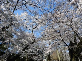 花見日和