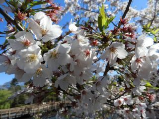 葉桜まじる