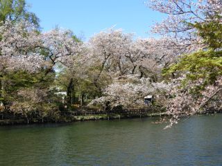 4/11の井の頭恩賜公園