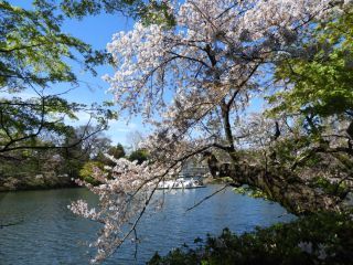 ボートと葉桜