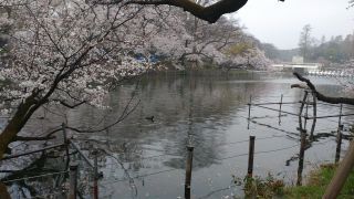 井の頭池の桜、満開です②