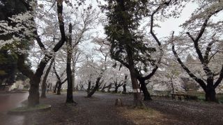 井の頭池の桜、満開です③
