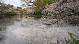 井の頭池には桜の花びらが流れ込む