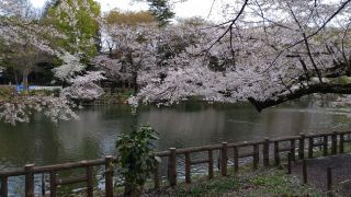 3月27日井の頭池の桜②