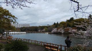 井の頭池ボートと桜