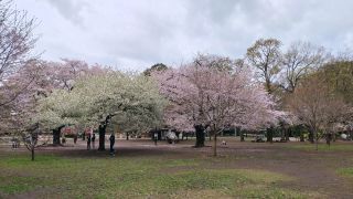 先に咲いていた桜も見頃①