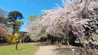 4月4日西園の桜