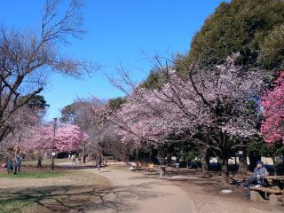 西園の桜 3月4日