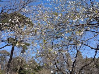 大島桜が開花しました