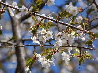 葉の緑と真白い花の「大島桜」