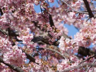 「大寒桜」に戯れるヒヨドリ