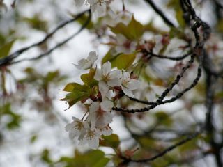 こちらは見頃、大島桜