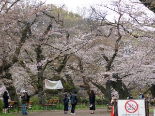 池ほとりの広場では桜に囲まれる感覚に