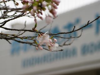 ボート池入口の桜も開花