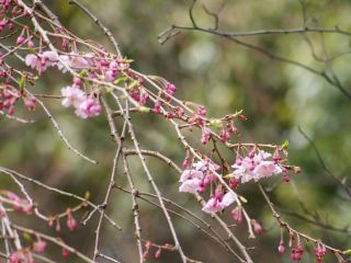 こちらはまた別の桜「八重紅枝垂（ヤエベニシダレ）」