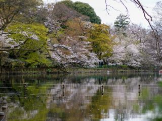 ボート池と満開の桜①