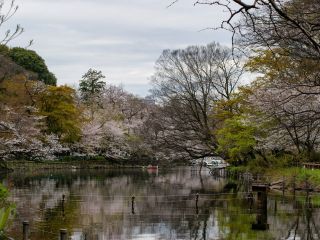 ボート池と満開の桜②