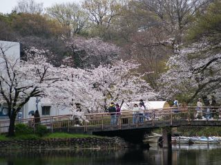ボート池入口の桜も満開