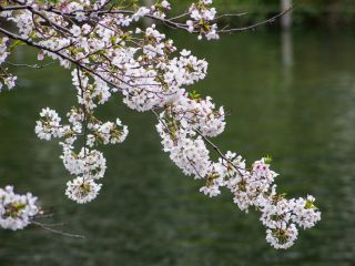 池に流れ込む桜が美しい