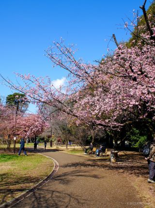 西園では早咲きの桜が満開を迎えています