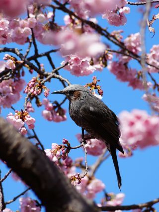 雨上がりは鳥たちが桜にたくさん集まります