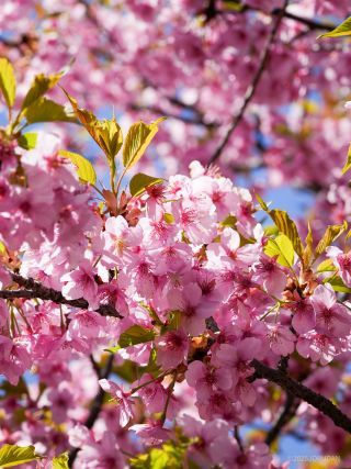 満開の河津桜、新緑も素敵