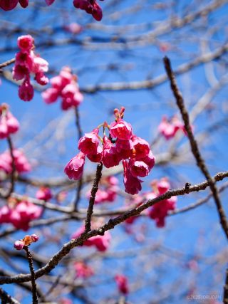 寒緋桜、濃紅色を楽しもう