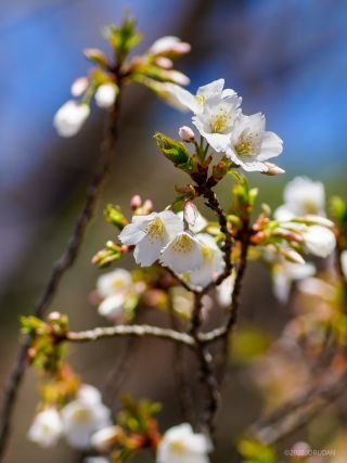 開花した大島桜